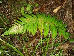 Dryopteris cycadina. Mature 1-pinnate frond.
 Image: L.R. Perrie © Leon Perrie CC BY-NC 3.0 NZ